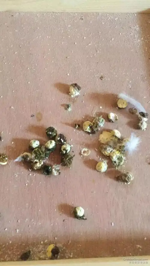 排出这种粪便的鸽子才是公棚赢钱的鸽子