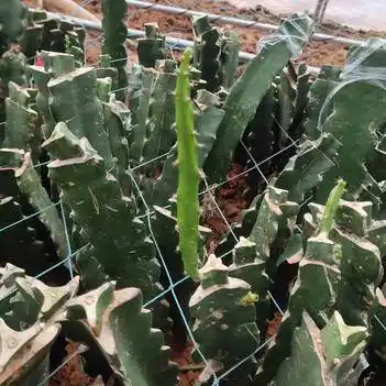 带根带牙燕窝火龙果苗麒麟果苗