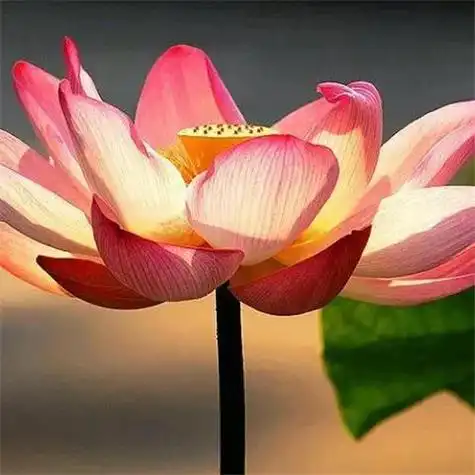 最漂亮荷花大全头像