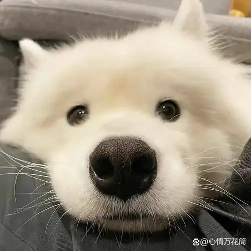 高清狗狗头像 萌98来袭