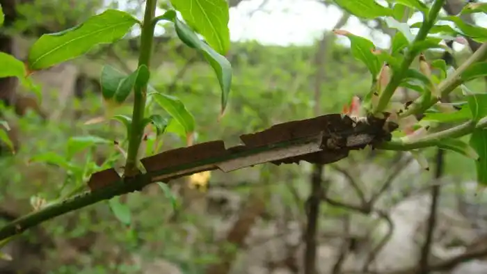 卫矛,又名四面戟,四棱树等.