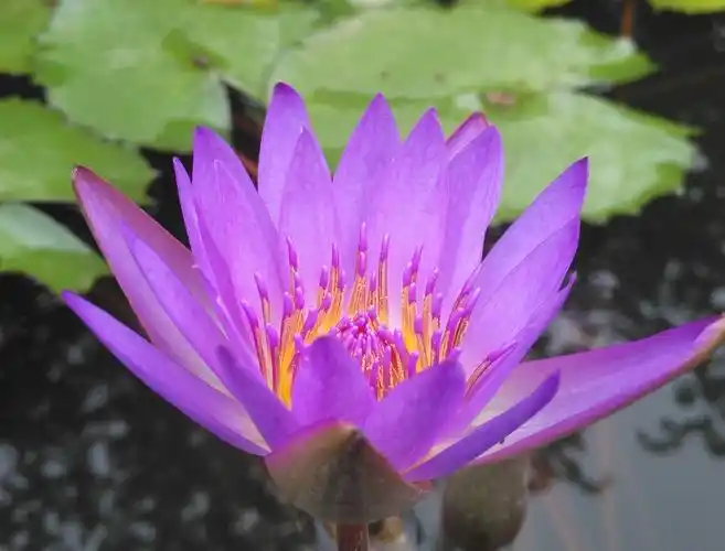 送你一组美丽的浮萍花