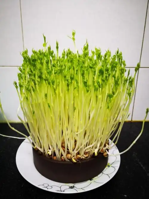 豆芽豆苗长成记