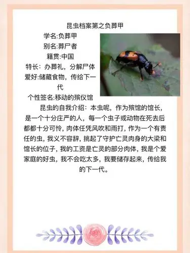 《昆虫记》之虫虫档案(五)