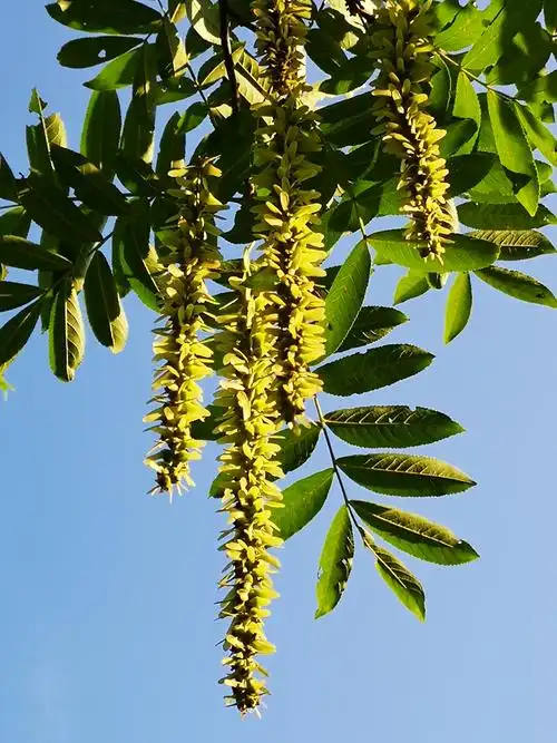 不枫不杨的枫杨树花