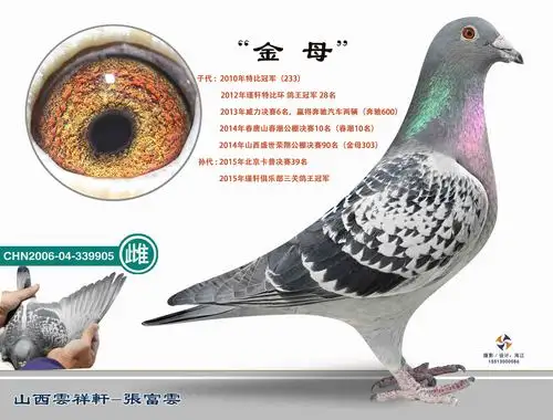 凡戴克-本舍基础种雌-超级金母-山西云祥轩-中信网爱鸽商城