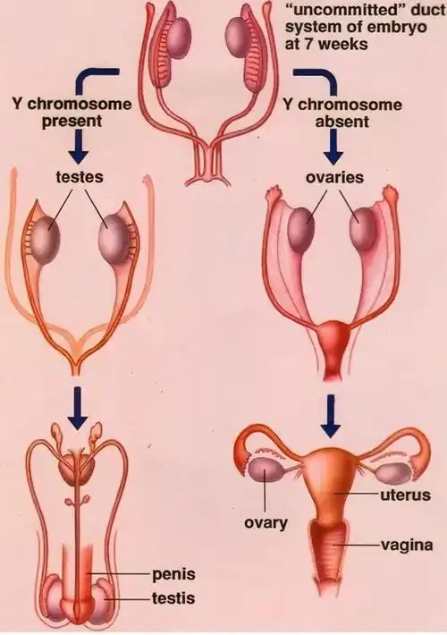 那么还为时尚早,因为性别的分化才刚刚开始,睾丸和卵巢将成为后续性别