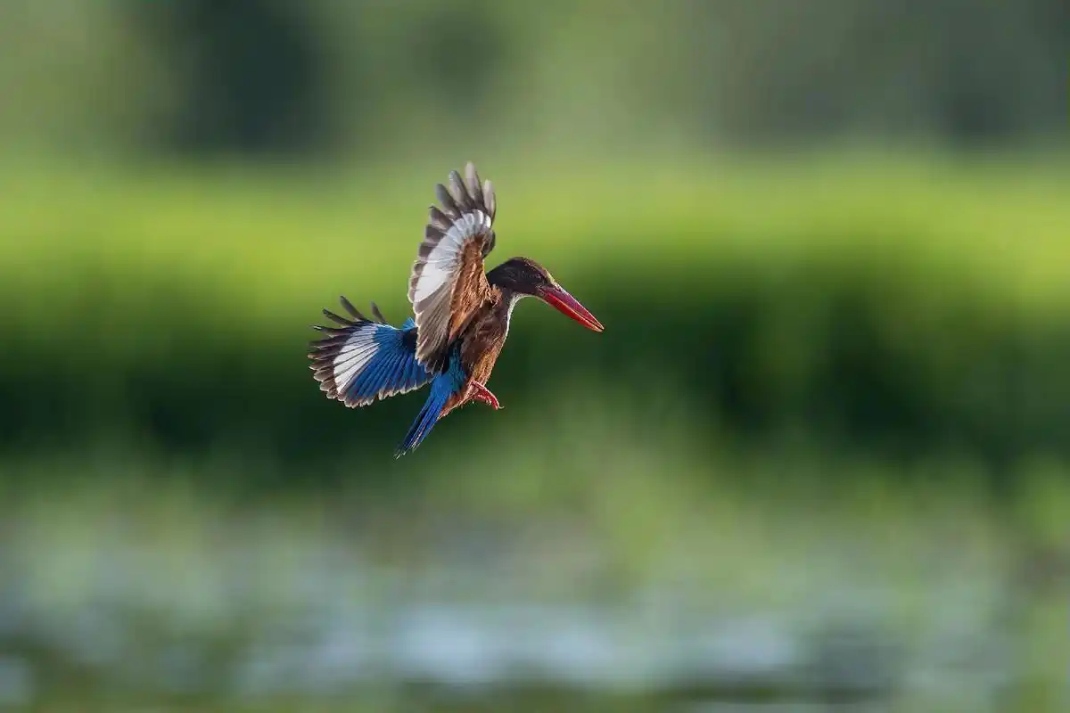 野生鸟类摄影 ～白胸翡翠 - 抖音