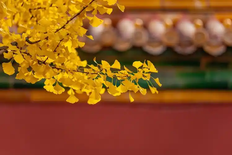 故宫之秋,美到心醉!