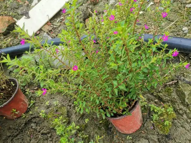 满天星大杯工程苗批发价,满天星批发