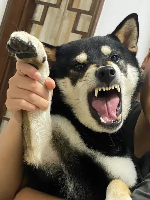 人家可要生气气了!气死了啦!08#柴犬  #柴犬日常