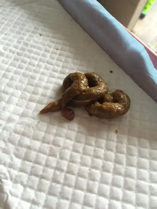 已经驱虫5天 打第三针第三天 狗狗这个便便正常吗?还有一点点血