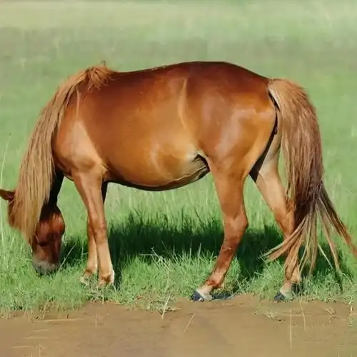 乌审马详细介绍:特点 - 内蒙古乌审旗特产 - 特色谷