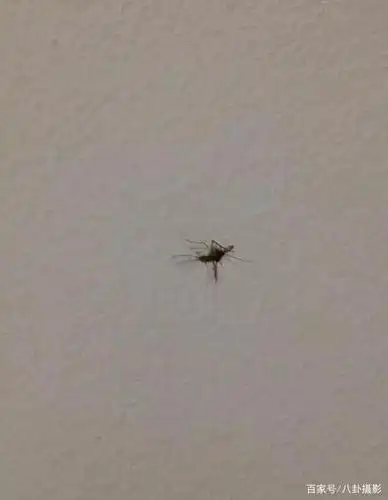 图一,被我打死的蚊子