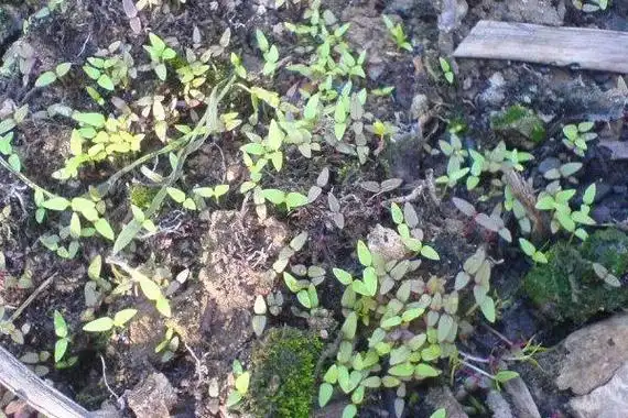 2,比及鸡冠花的幼苗长出3,4片叶子时,要进行间苗操作,把一些长势比力