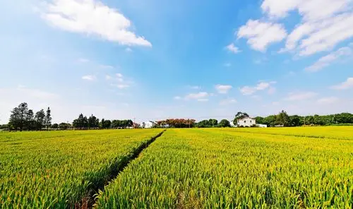 丰收的田野谨以此片告慰袁老一路走好