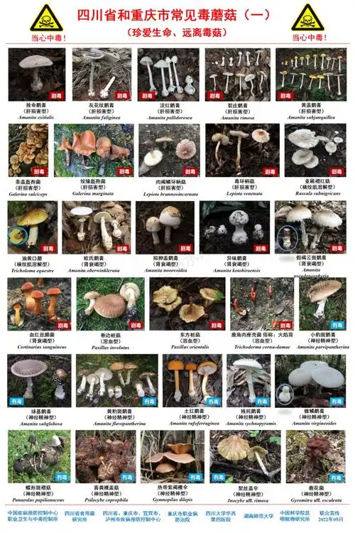 最新版川渝野生毒蘑菇图鉴