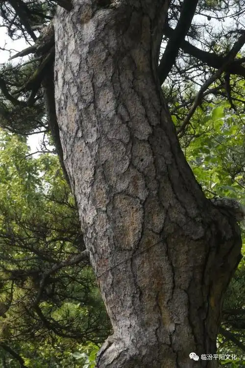 临汾:古县千年虎皮松|松树|民宅|古松|屋脊_网易订阅