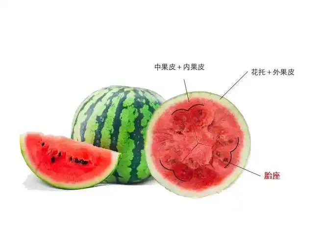 西瓜的花托也参与了果实的发育,它不过仅仅只在"西瓜皮"的部分.