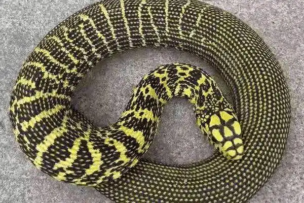 昂首挺胸的五步蛇还有吃亏的一天居然败在无毒蛇手里