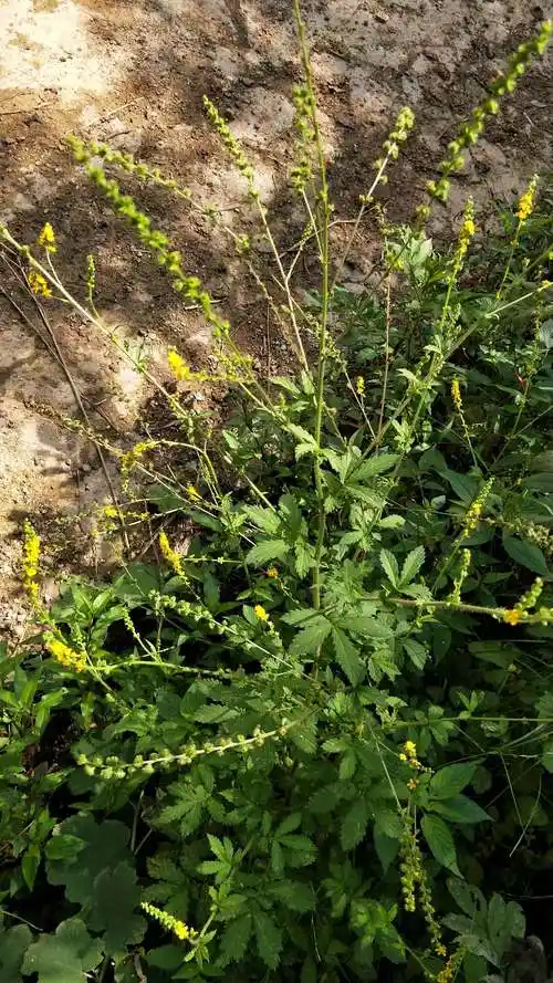 p data-id="txtaw6zwocck">龙牙草,蔷薇科龙牙草属的多年生草本植物