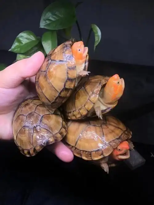 荣郁 红面蛋龟活体国产红面苗子成体深水观赏宠物易养互动红面蛋龟 3
