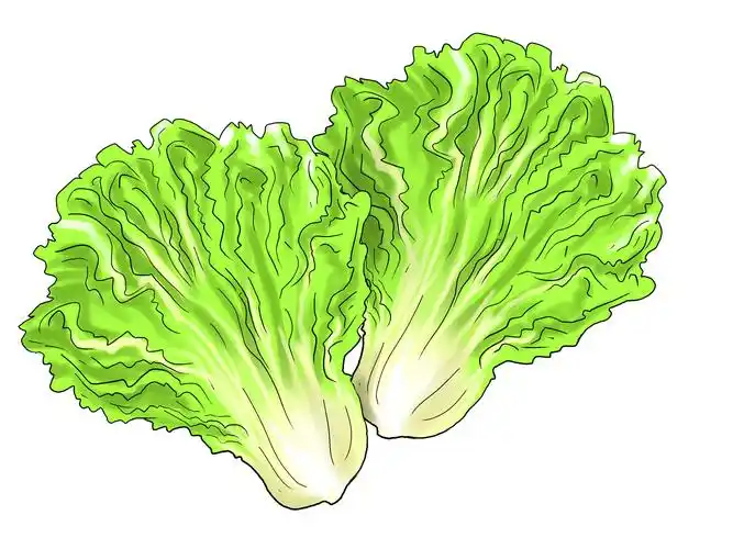 lettuce clipart 5