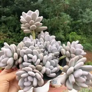 桃美人 奶酪 老桩一物一拍 状态精品多肉 云南大棚昆明萌多肉