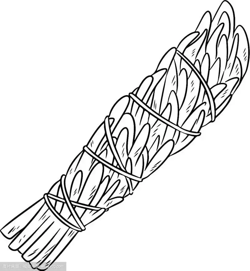 鼠尾草涂抹棍手绘涂鸦孤立