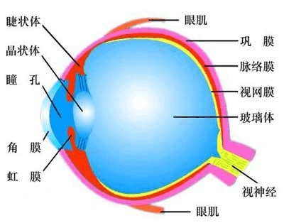 人体科学结课论文 视觉和眼睛