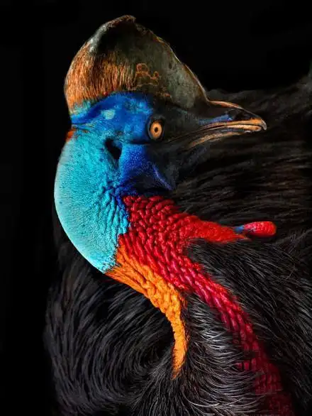 食火鸟三趾中最内侧脚趾有一个匕首般的长指甲,能在灌丛中小道上迅速