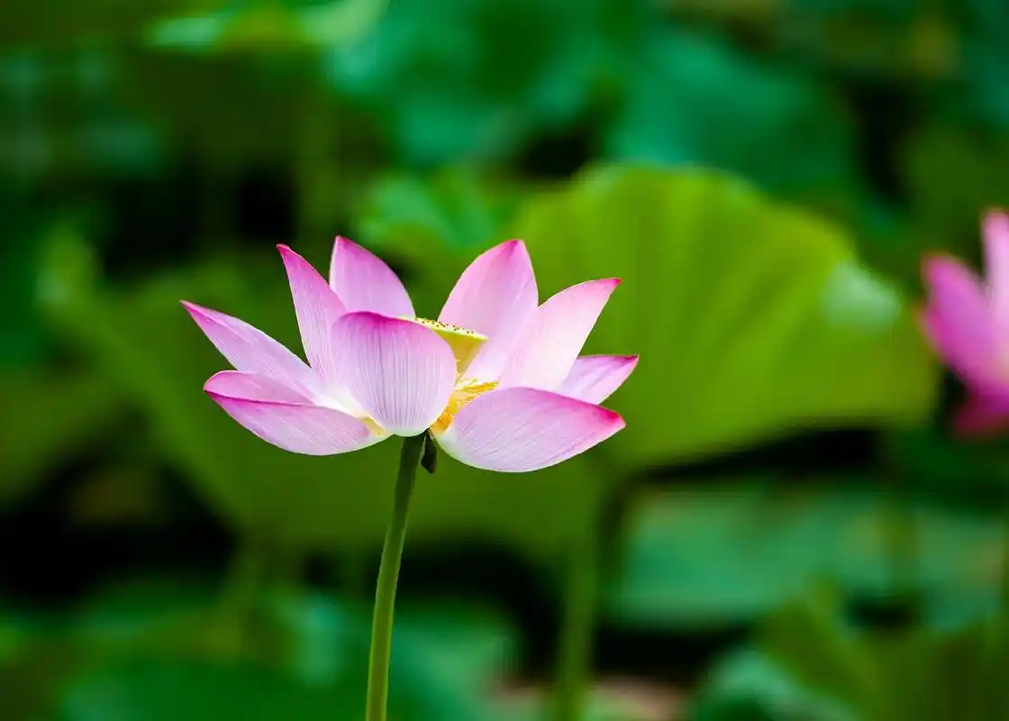 荷花开放正当时-荷花(学名:nelumbo02sp.;英文名称