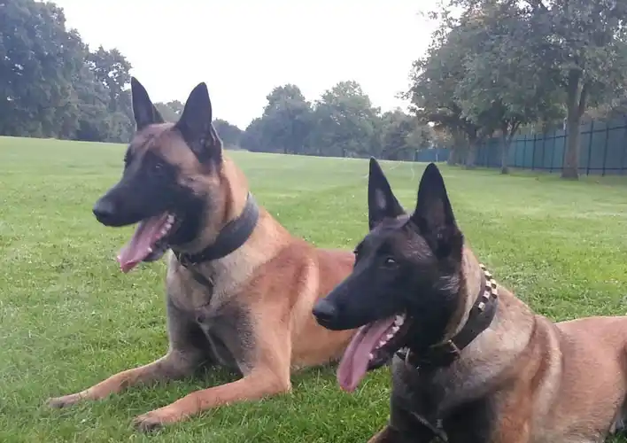 我们对于马犬的5种误解,其实这是它们变老的标志_阶段_老年_身体