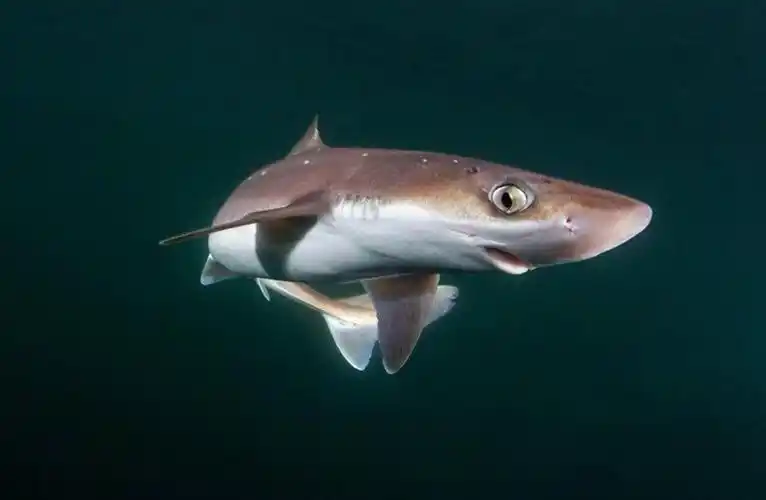 p>白斑角鲨(学名: i>squalus acanthias /i>)是角鲨科,角鲨属鲨鱼.