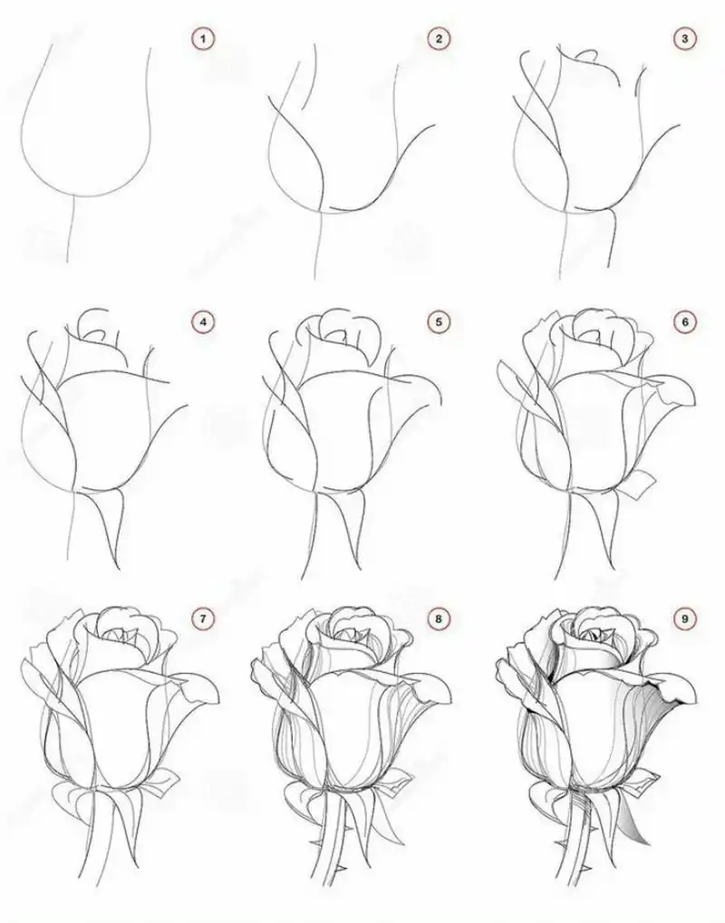 玫瑰画法图解, #画画