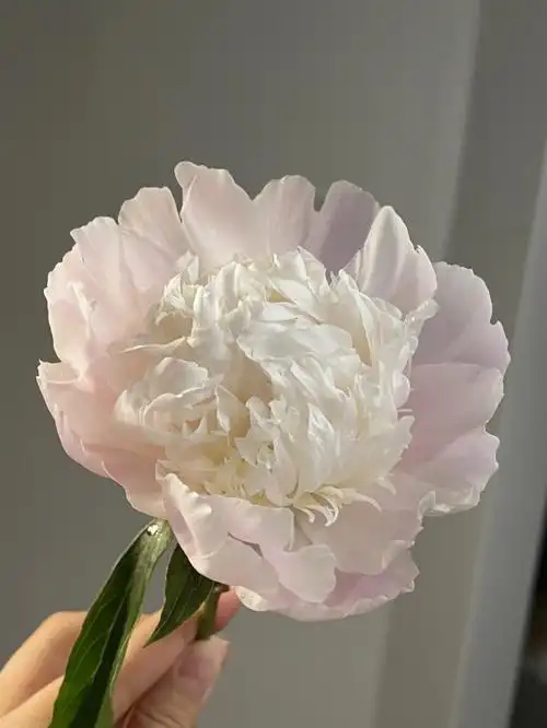 芍药季四川重瓣白色芍药返图