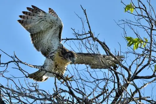 跃跃欲试的雏鹰