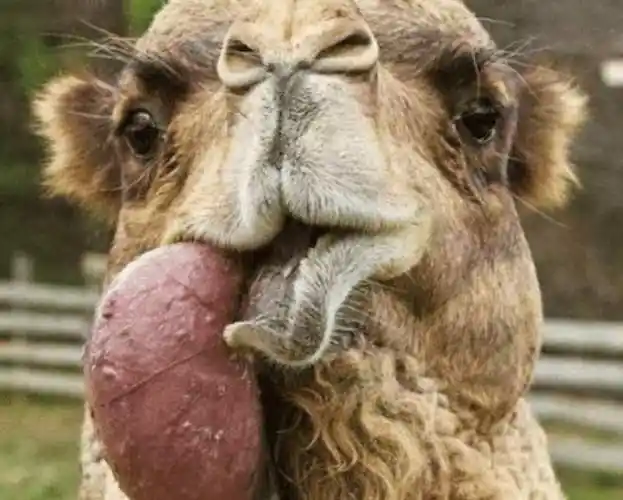 骆驼嘴里吐出粉红色肉球是什么有什么作用的