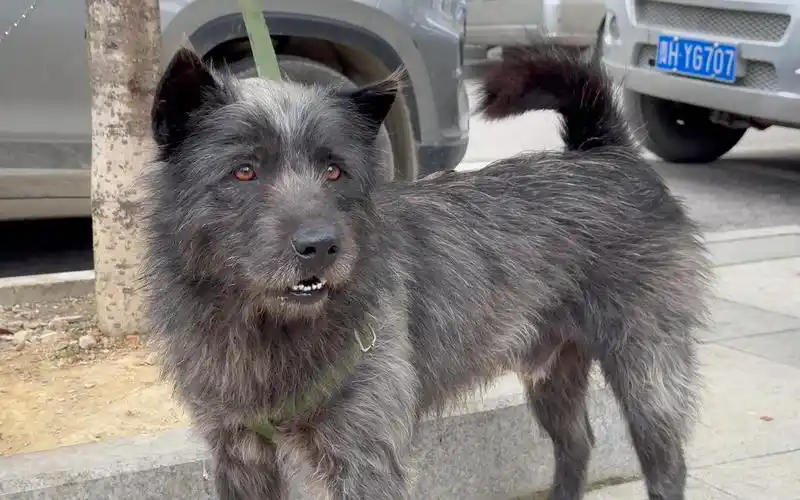 难得一见的黑胡子狗,传说的黑下司犬,民间保有数量比大熊猫还少