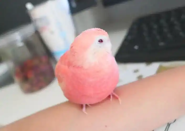 看完这只鹦鹉后终于知道什么叫做人间水蜜桃了