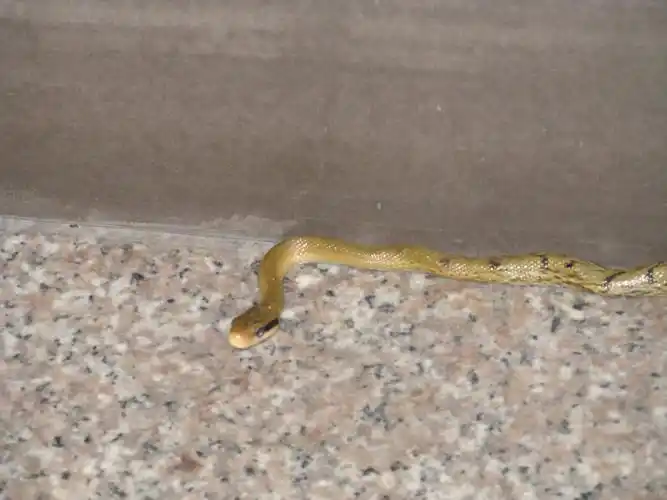 知道什么是家蛇吗胆小勿入