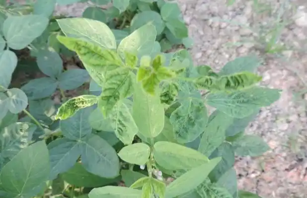 大豆病毒病防治技术