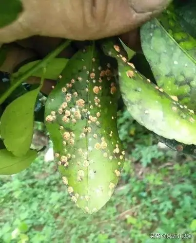 柑橘粉虱分泌大量的蜜露可引起煤烟病的爆发综合防治技术如下