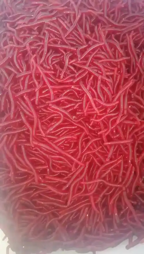 5cm小蚯蚓套装200条/盒夜光色红色蚯蚓红虫工厂批发优惠装鱼饵