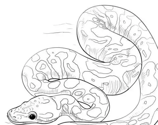 蟒蛇|猎物|猎食|蟒科|毒蛇|水生动物_网易订阅