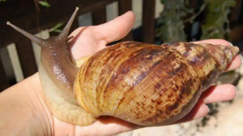 比猫还大的蜗牛,生存能力极强,可惜还没有研究出吃它们的方法