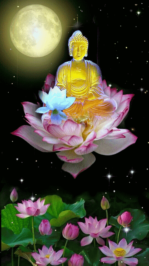 《七绝,莲花吟》