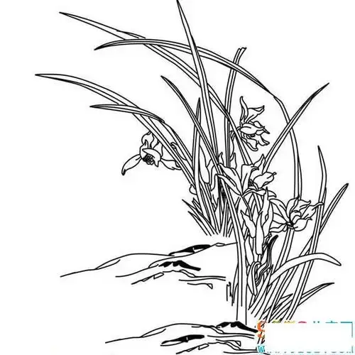 最简单的兰花简笔画 花朵简笔画 - 儿童简笔画大全