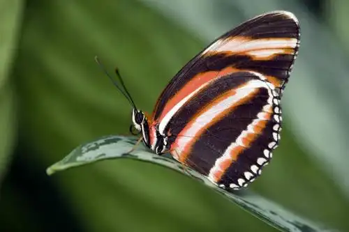 无人,横图,室外,特写,白天,侧面,旅游,度假,美景,蝴蝶,叶子,加拿大