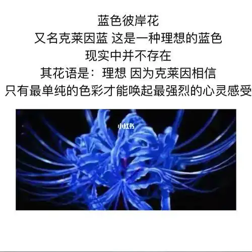 蓝色彼岸花图片花语是什么色(各个颜色彼岸花的花语)
